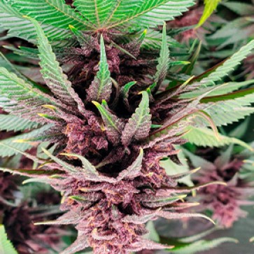 Насіння коноплі Tropicanna Poison Feminised Silver - 500 шт